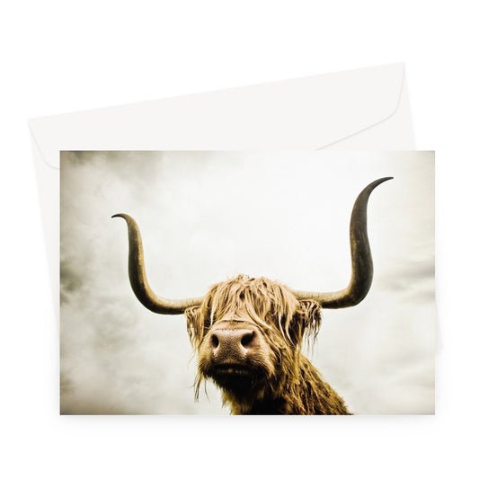 Highland Cow Greeting Card