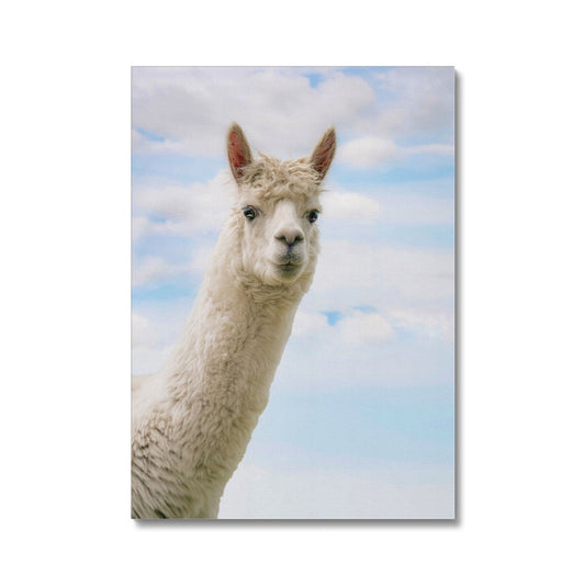 Inquisitive Alpaca Canvas