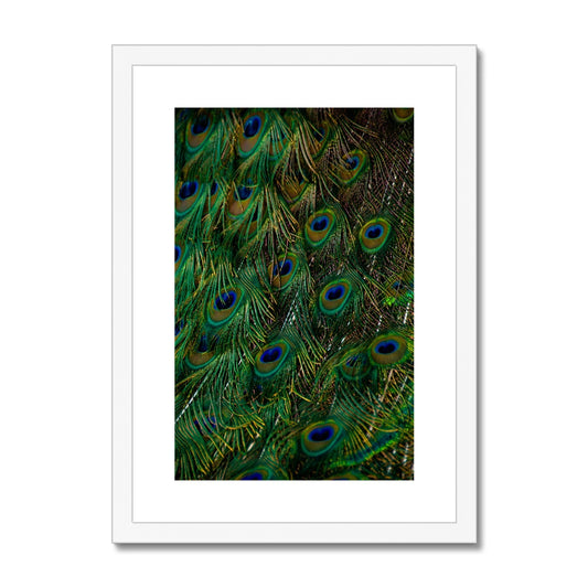 Close-up of a peacock's tail feathers. Framed & Mounted Print