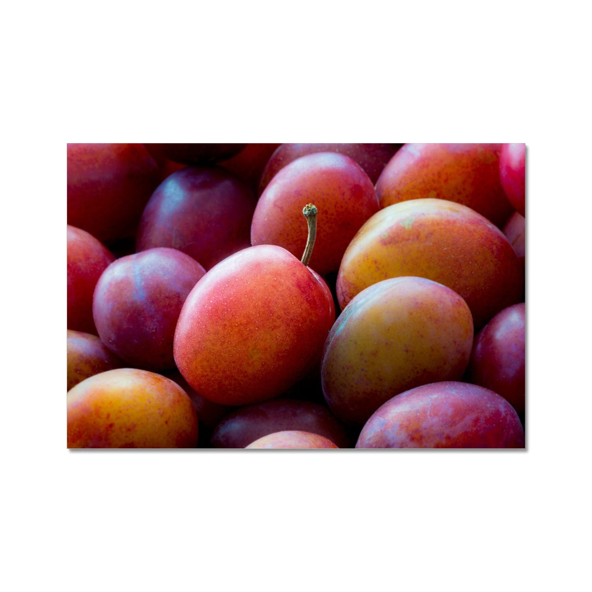 Freshly picked Victoria plums. Fine Art Print