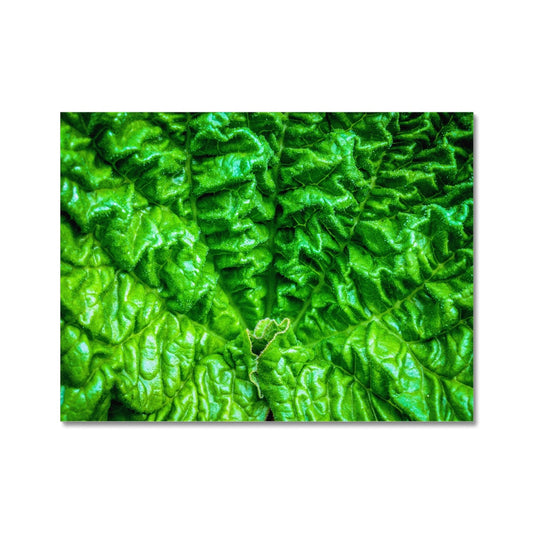 Close-up of the textured surface of a vivid green young rhubarb leaf Fine Art Print
