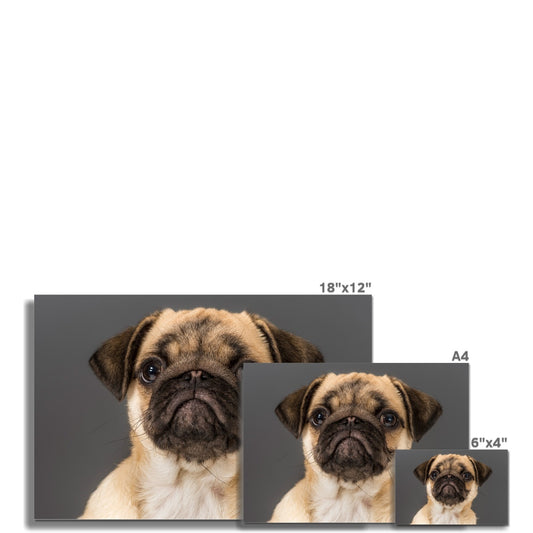 Pug Dog Fine Art Print