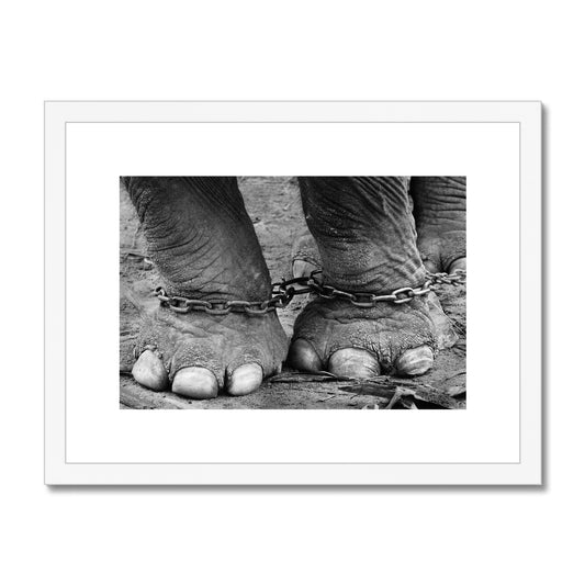 Chained elephant feet Framed & Mounted Print