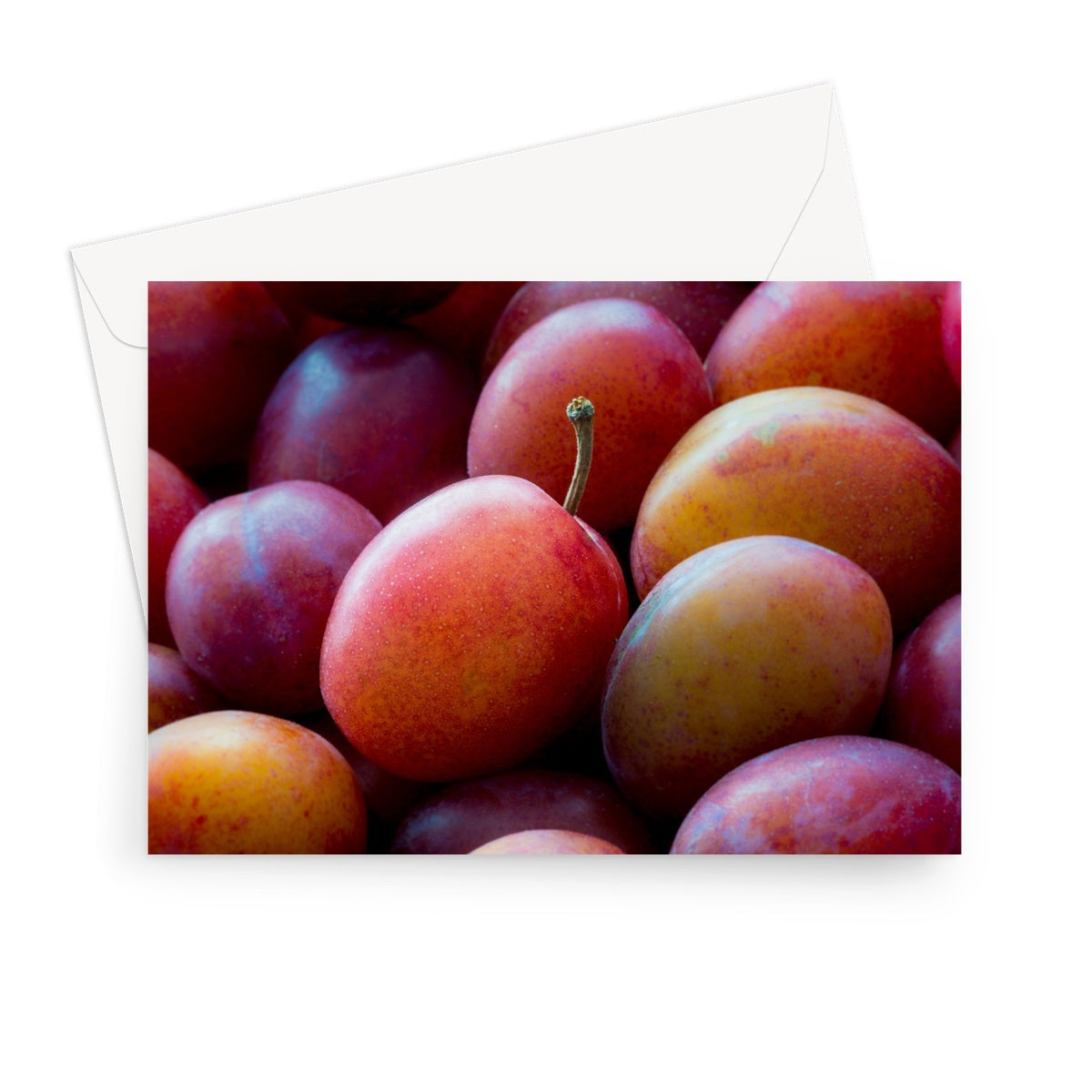 Freshly picked Victoria plums. Greeting Card