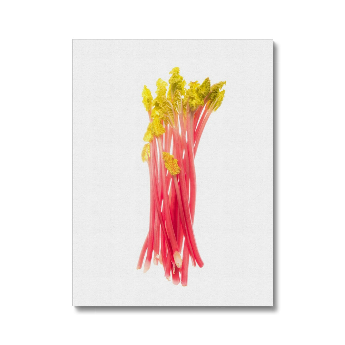 Early forced rhubarb Canvas