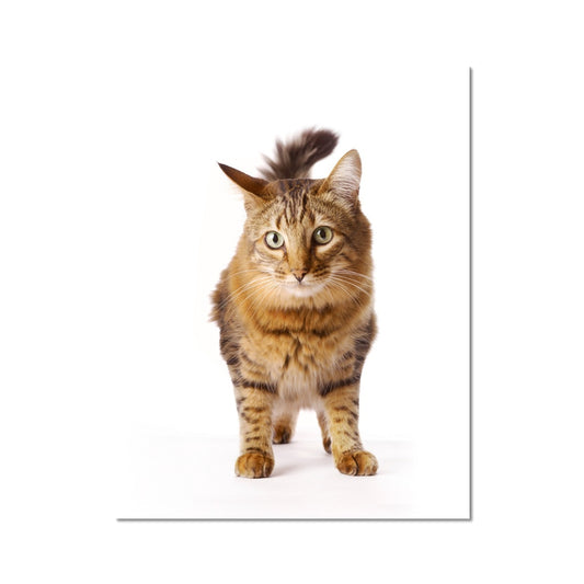 Tabby cat Fine Art Print