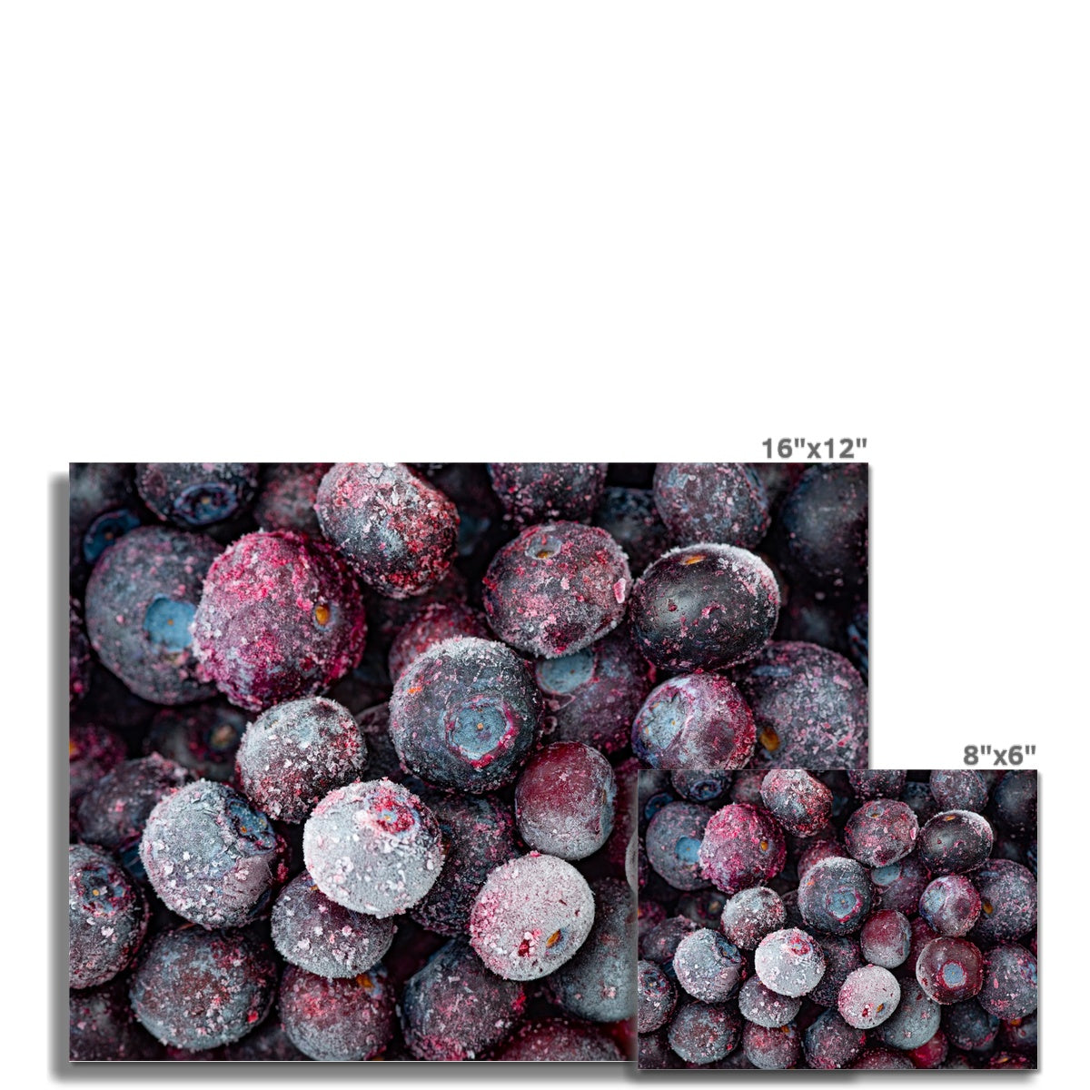 Close up of frozen blueberries Fine Art Print