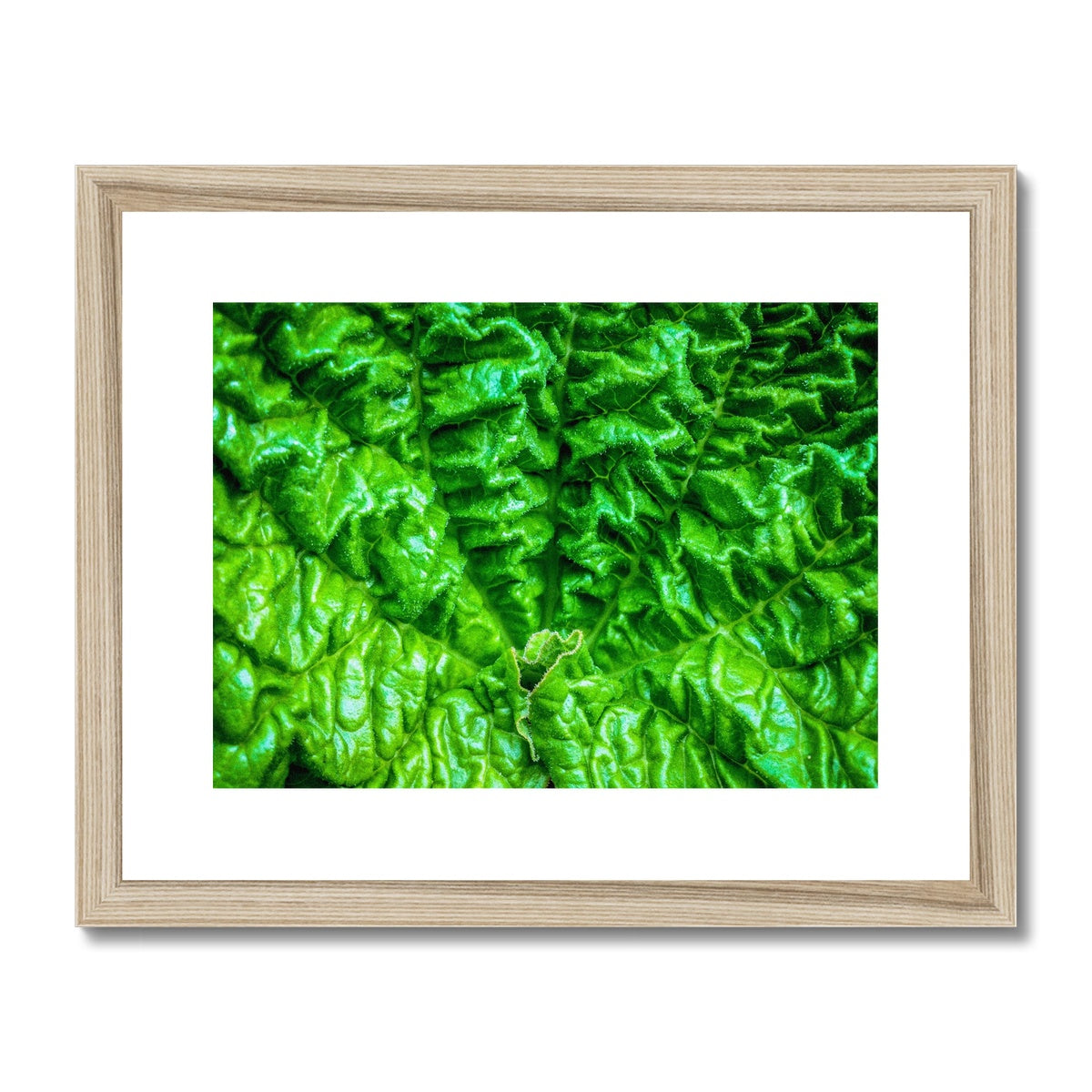 Close-up of the textured surface of a vivid green young rhubarb leaf Framed & Mounted Print