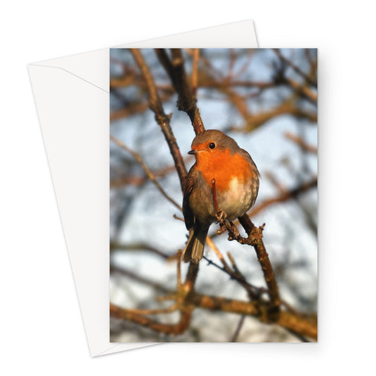 Robin in tree, Winter. Greeting Card