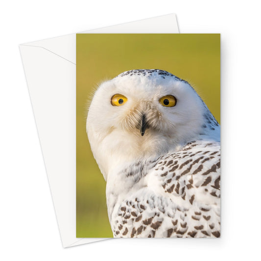 Surprised Snowy Owl Greeting Card