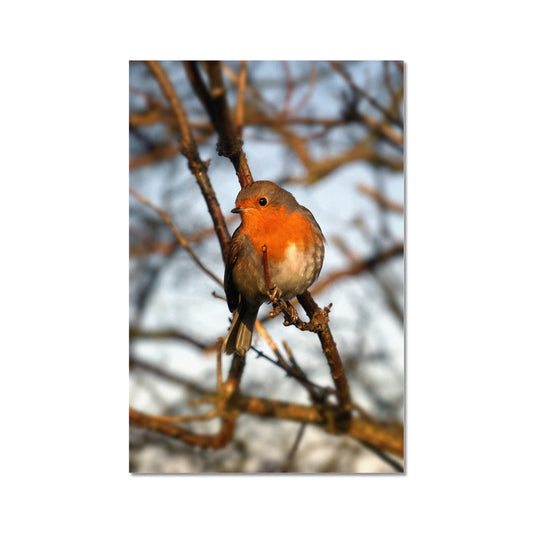 Robin in tree, Winter. Fine Art Print