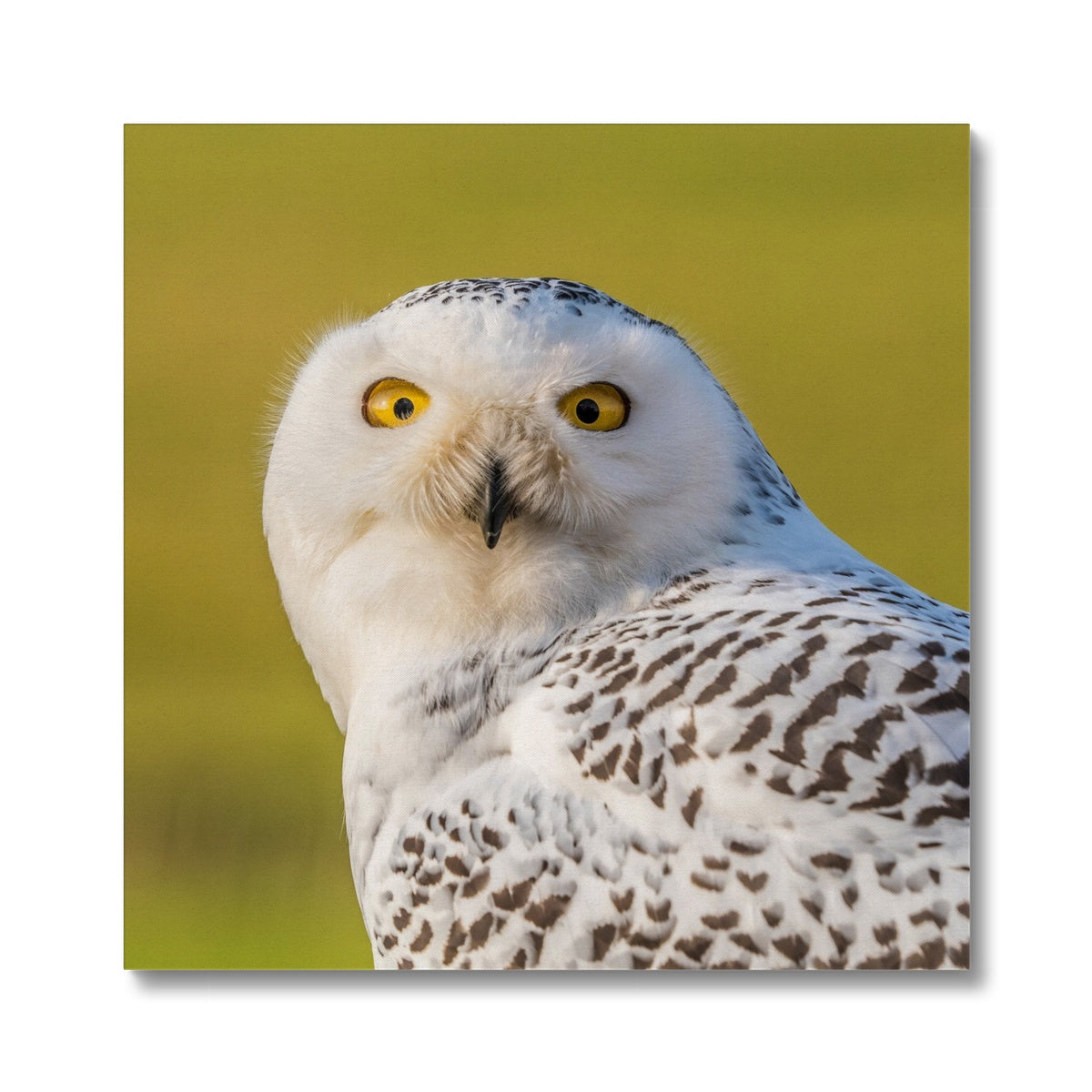 Surprised Snowy Owl Canvas