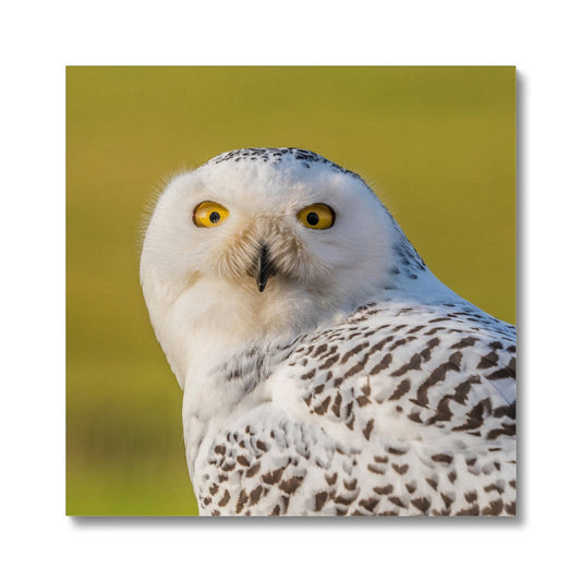 Surprised Snowy Owl Canvas