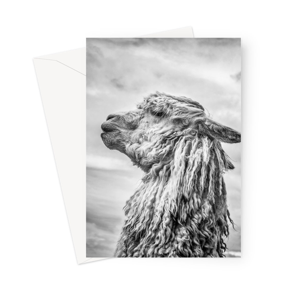 Alpaca  Greeting Card