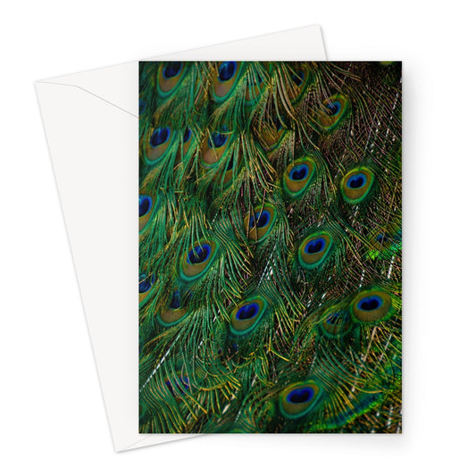 Close-up of a peacock's tail feathers. Greeting Card