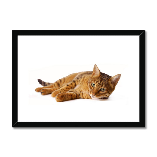 Bengal cat lying on its side on a white background Framed & Mounted Print