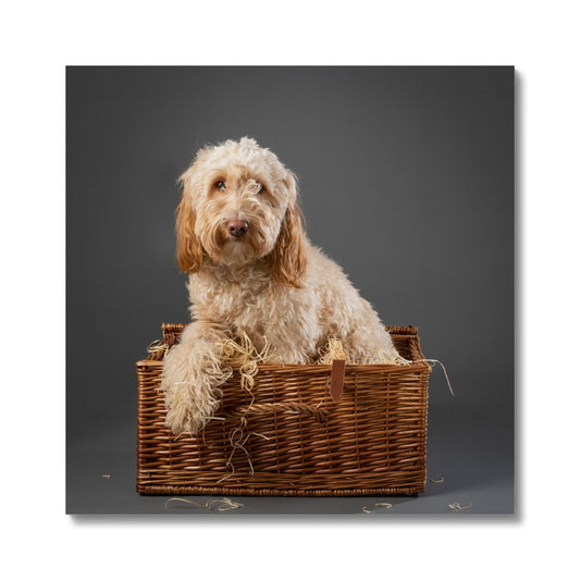 Cockapoo dog inside wicker picnic hamper Canvas