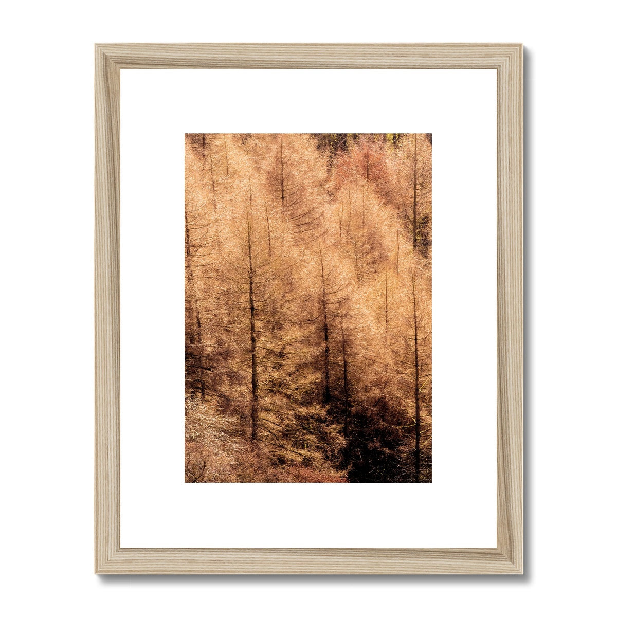 Winter trees Framed & Mounted Print