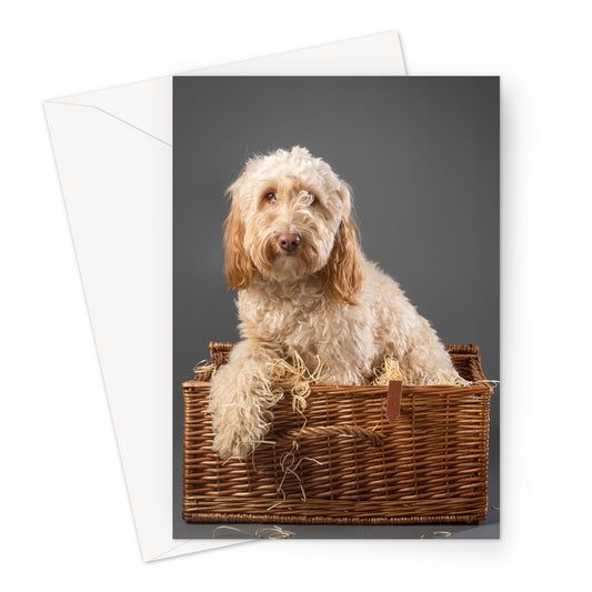 Cockapoo dog inside wicker picnic hamper Greeting Card