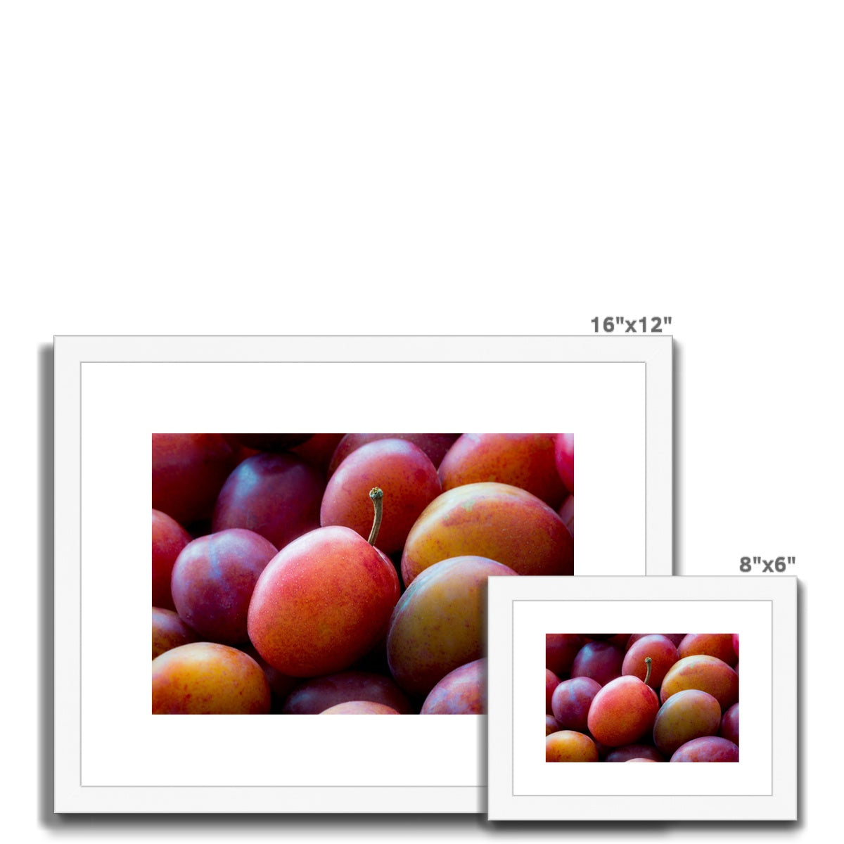 Freshly picked Victoria plums. Framed & Mounted Print