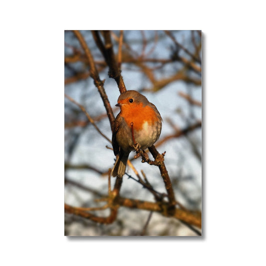 Robin in tree, Winter. Canvas