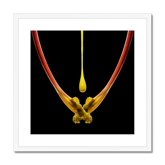 Rhubarb and custard drip Framed & Mounted Print