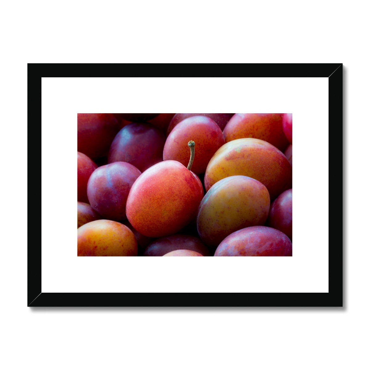 Freshly picked Victoria plums. Framed & Mounted Print