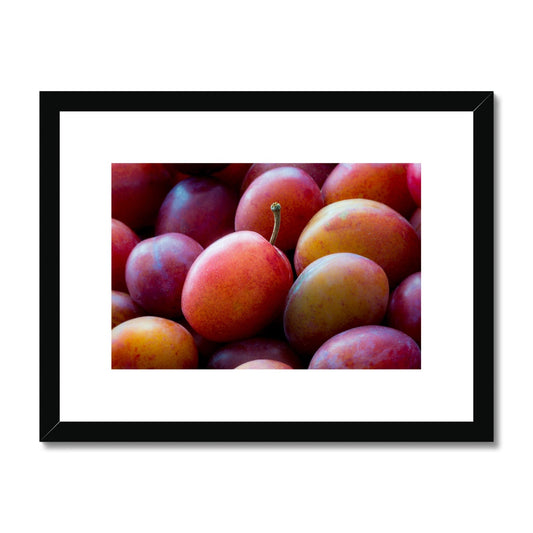 Freshly picked Victoria plums. Framed & Mounted Print