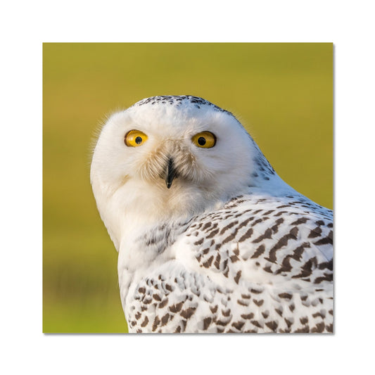 Surprised Snowy Owl Fine Art Print