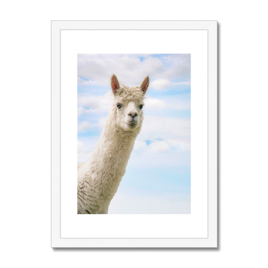 Inquisitive Alpaca Framed & Mounted Print