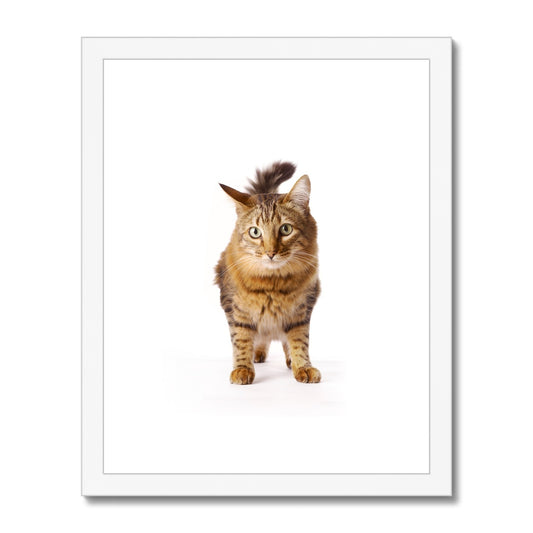 Tabby cat Framed & Mounted Print