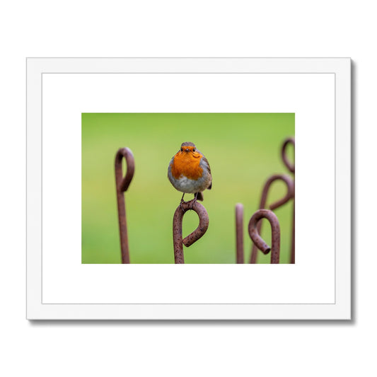 Robin sitting on a rusty metal stake in winter Framed & Mounted Print