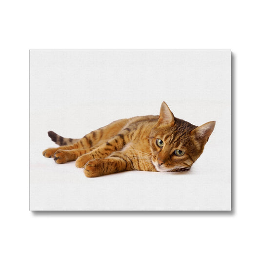 Bengal cat lying on its side on a white background Canvas