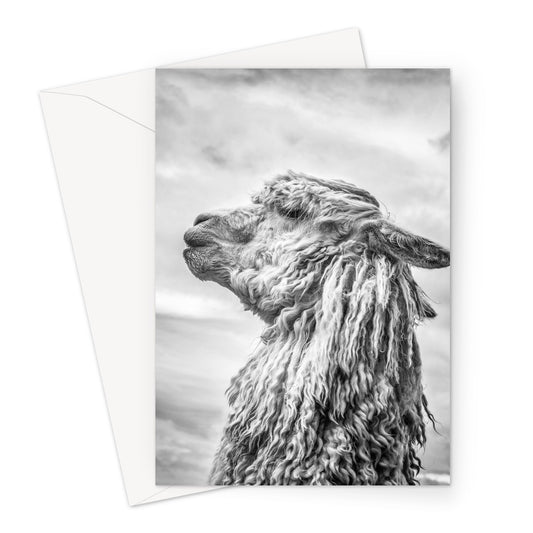Alpaca  Greeting Card