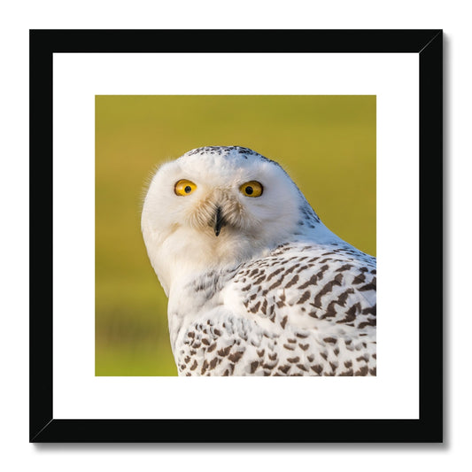 Surprised Snowy Owl Framed & Mounted Print