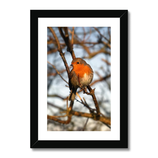 Robin in tree, Winter. Framed & Mounted Print