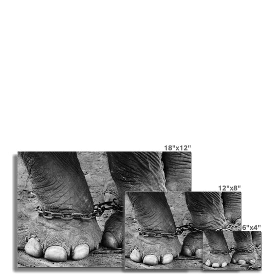 Chained elephant feet Fine Art Print