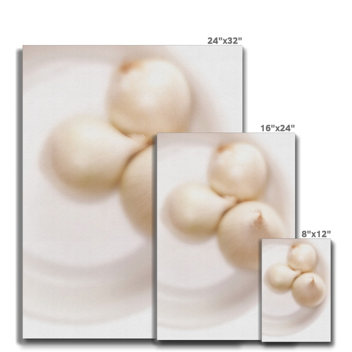 Three white onions on white plate Canvas