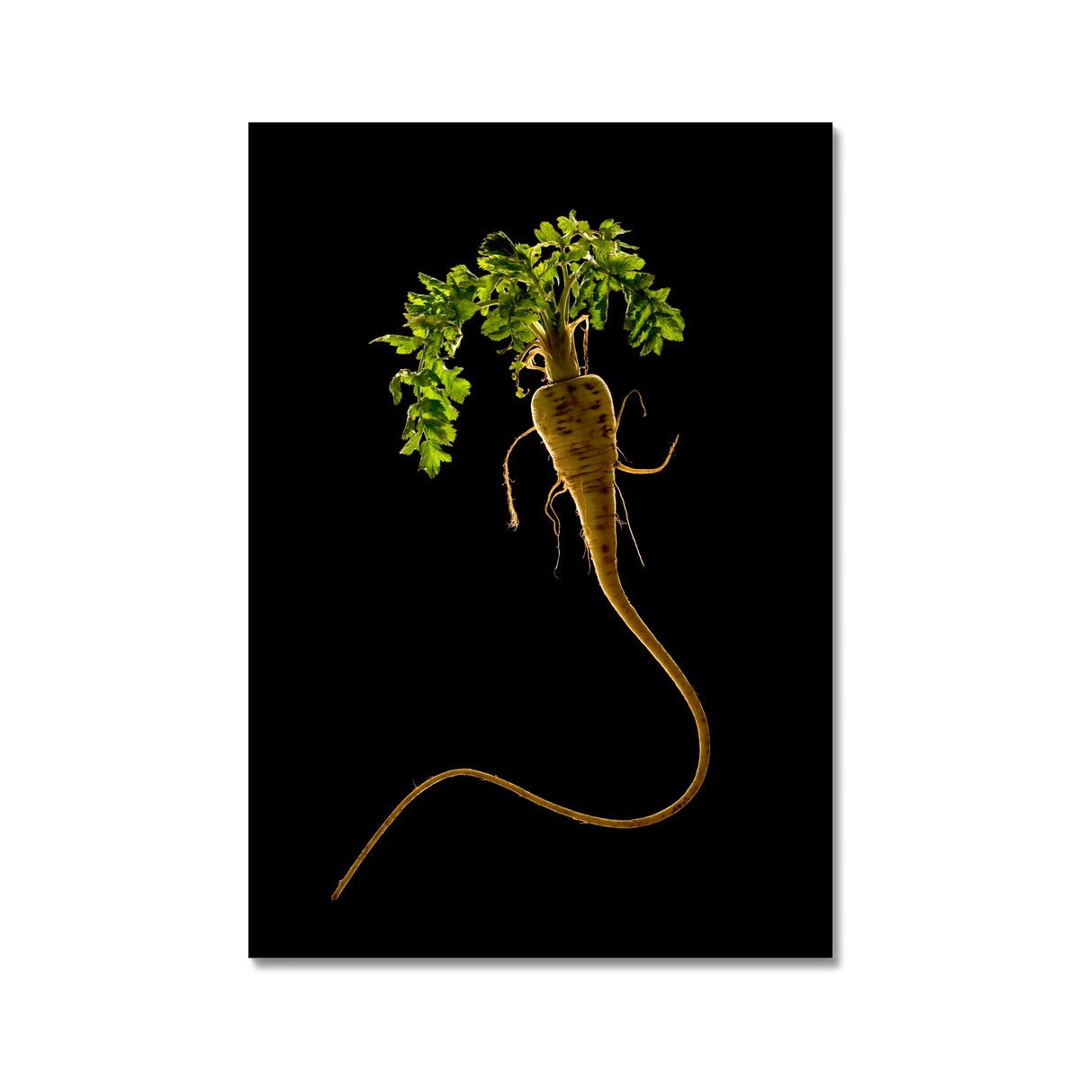 Quirky Parsnip Fine Art Print