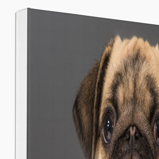 Pug Dog Canvas