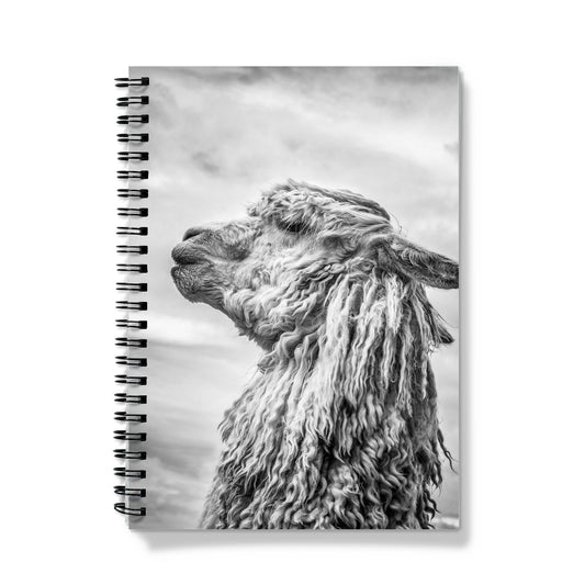 Alpaca  Notebook