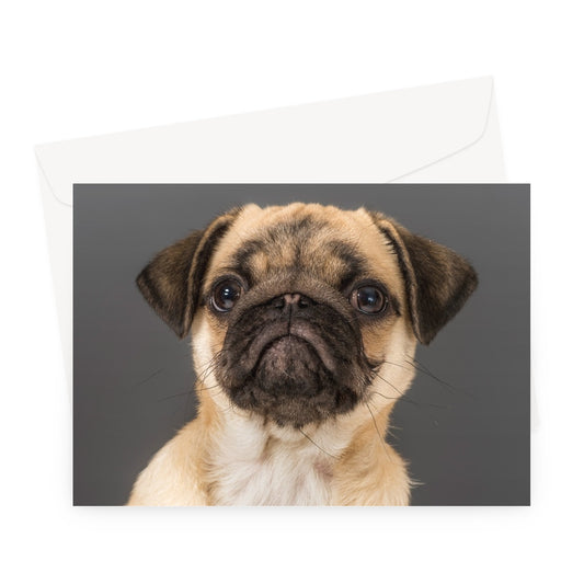 Pug Dog Greeting Card