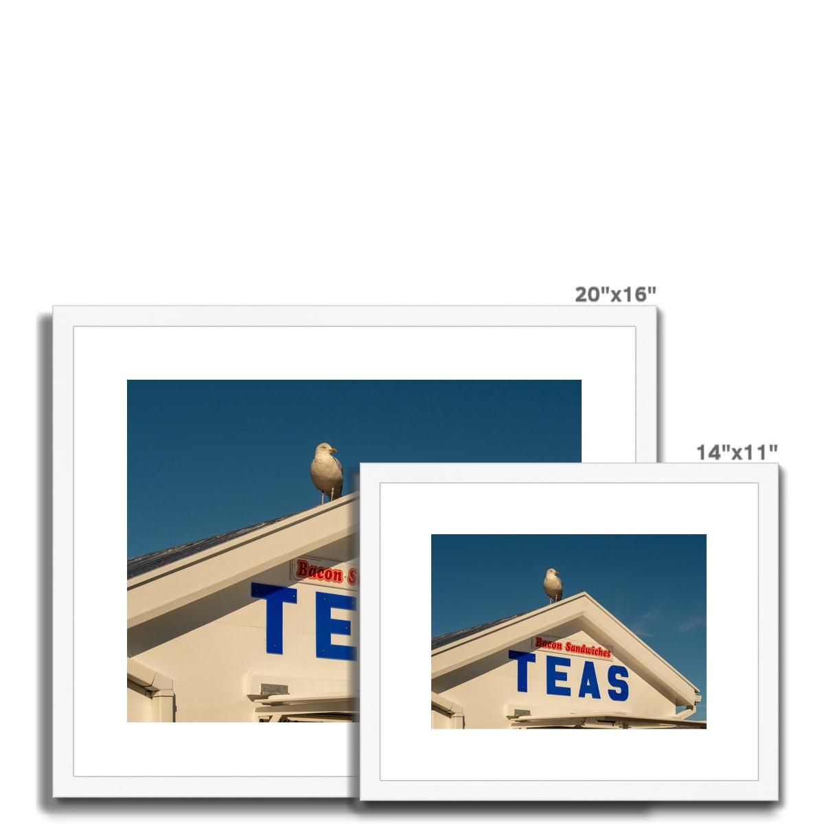 Seagull sitting on the roof of a catering kiosk selling tea and bacon sandwiches, Whitby, UK. Framed & Mounted Print