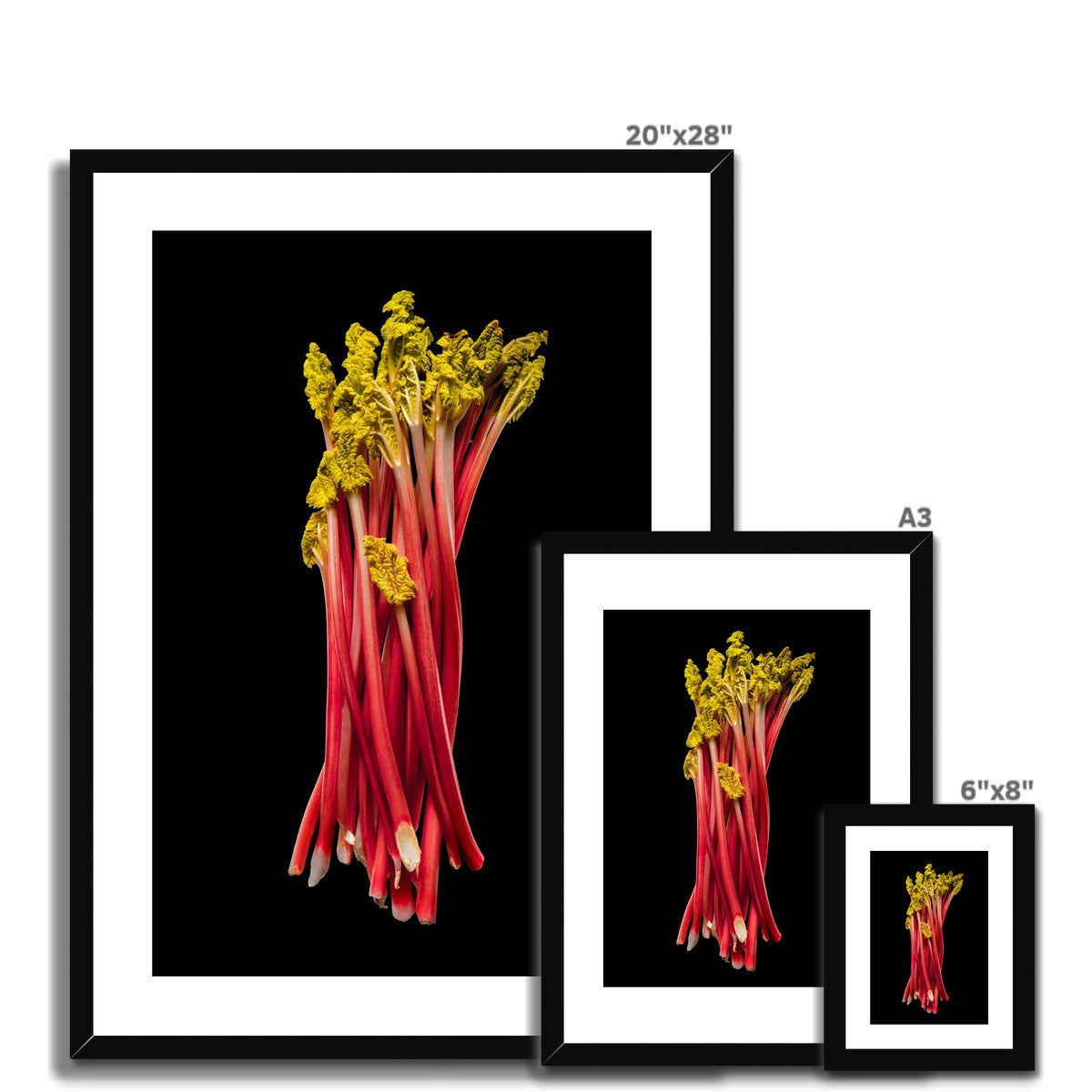 Rhubarb on black background Framed & Mounted Print