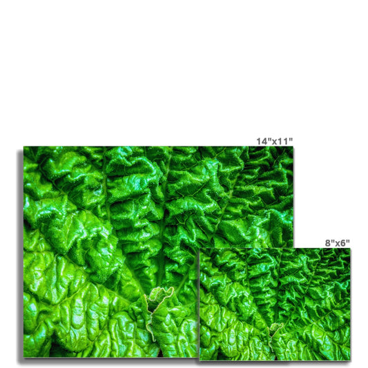 Close-up of the textured surface of a vivid green young rhubarb leaf Fine Art Print