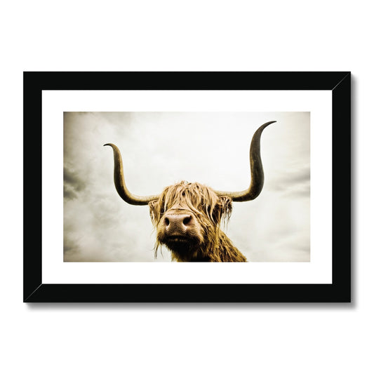 Highland Cow Framed & Mounted Print