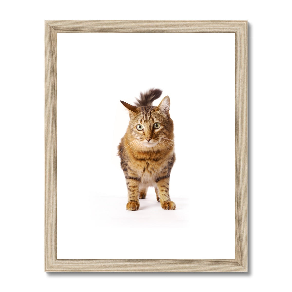 Tabby cat Framed & Mounted Print