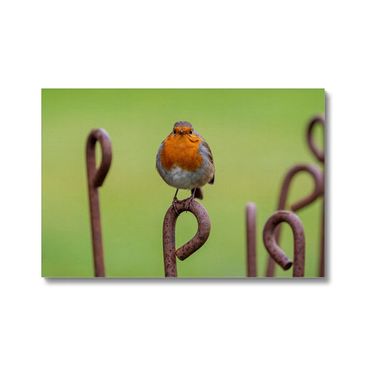 Robin sitting on a rusty metal stake in winter Canvas