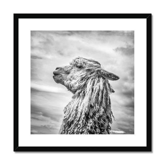 Alpaca  Framed & Mounted Print