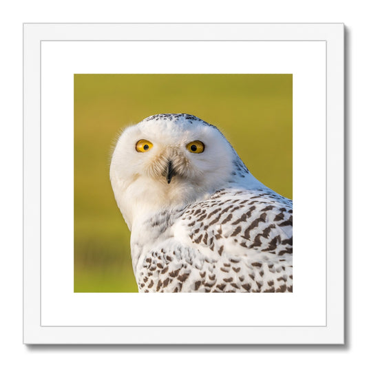 Surprised Snowy Owl Framed & Mounted Print